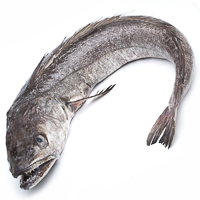 Merluza entera del País Vasco pieza al peso aprox. 2.5 kg Merluza entera del País Vasco pieza al peso aprox. 2.5 kg