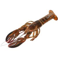 Bogavante de Canadá, unidad Bogavante de Canadá, unidad