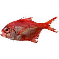 Rey, pieza al peso aprox. 1.2 kg Rey, pieza al peso aprox. 1.2 kg