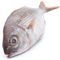 Urraburu 600-800, pieza pisura gutxi gorabehera 700 g