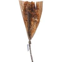 Ramo de flores secas Amarillas envuelto en papel KASA, 19x5x60 cm