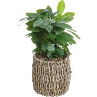 Planta artificial hojas de olivo KASA, 26x11,5x11,5 cm