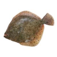 Rodaballo de costa gallega, granel
