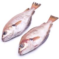 Capellan-mollera, pieza al peso aprox.