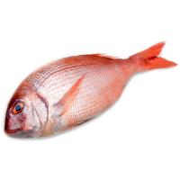 Pargo de cultivo, pieza 1-2 kg al peso aprox.