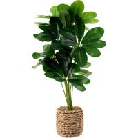 Planta artificial: Schefflera verde en maceta de seagrass KASA, Ø14x66 cm