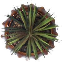 Planta artificial en maceta beige KASA, 8,5x8,5x11,5 cm