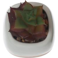 Planta artificial suculenta en maceta beige KASA, 6x5,5x9 cm
