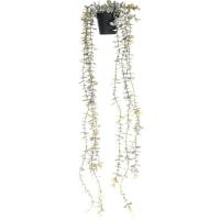 Planta artificial colgante en maceta negra KASA, 10x10x23 cm