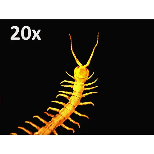 Celestron HandHeld PRO 200x Microscopio digital
